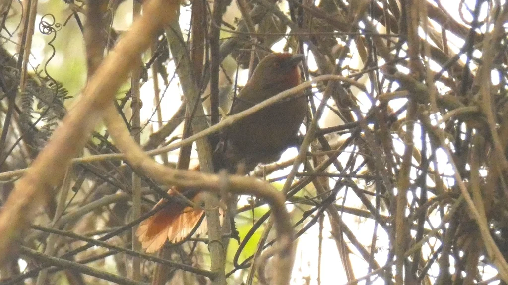 红眼棘雀(Phacellodomus erythrophthalmus)