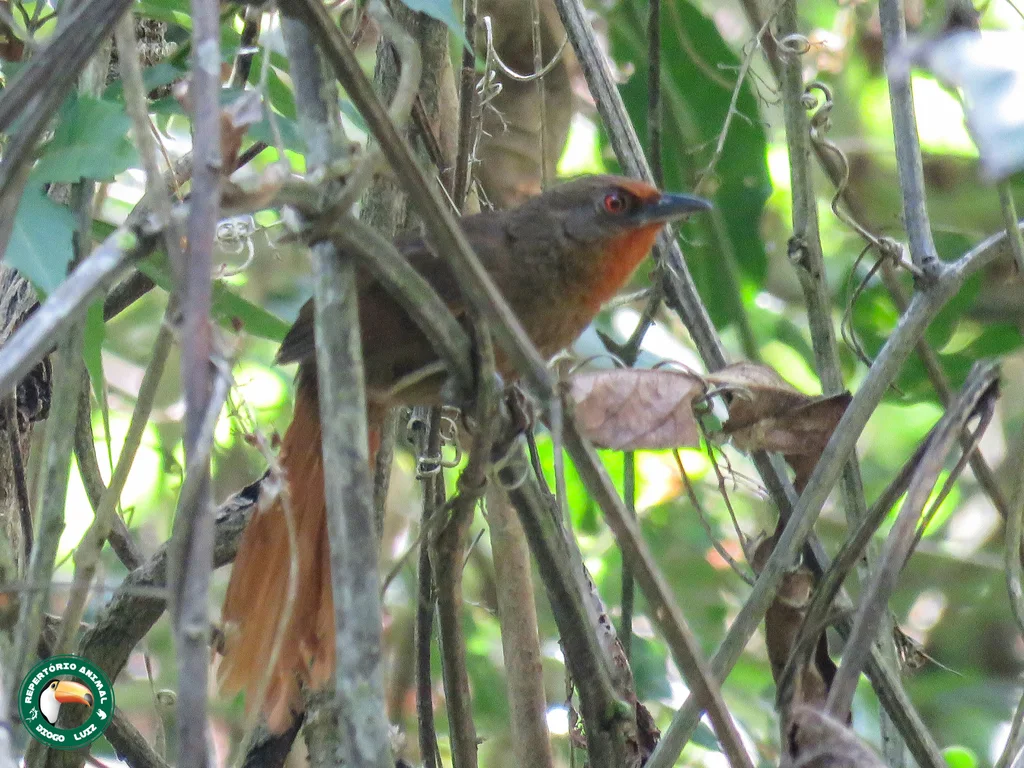 红眼棘雀(Phacellodomus erythrophthalmus)