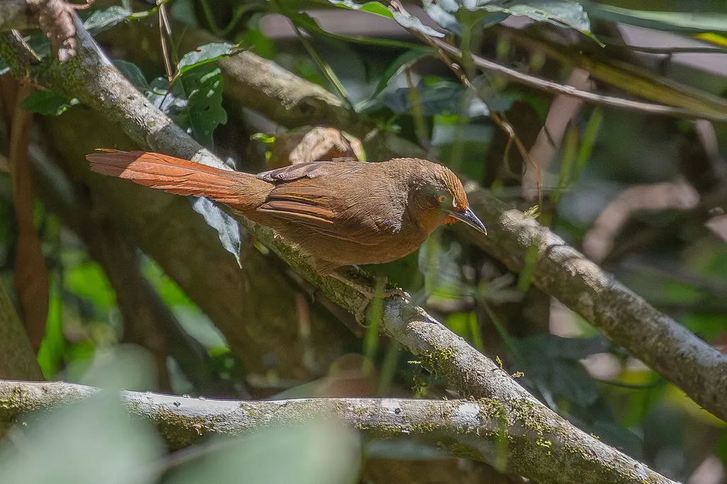 红眼棘雀(Phacellodomus erythrophthalmus)