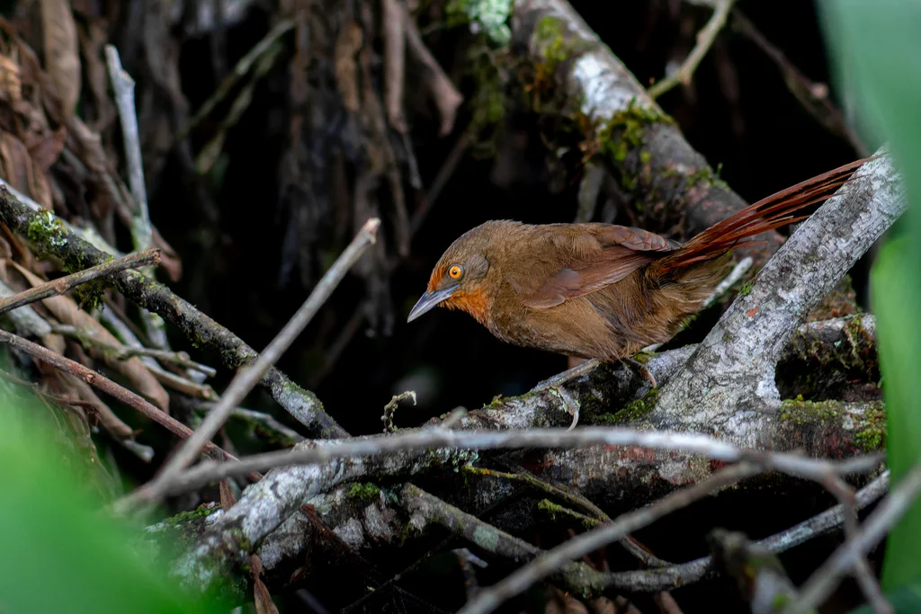 红眼棘雀(Phacellodomus erythrophthalmus)