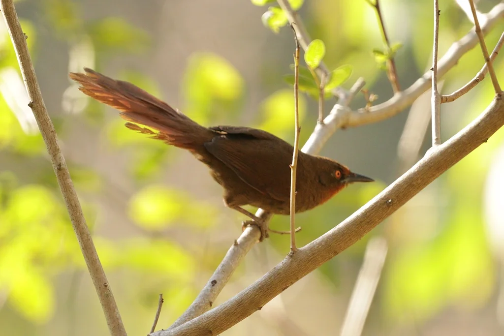 红眼棘雀(Phacellodomus erythrophthalmus)