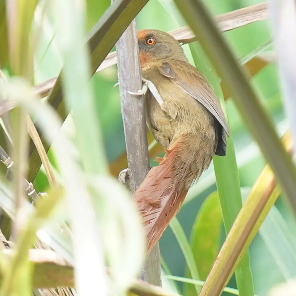 红眼棘雀(Phacellodomus erythrophthalmus)