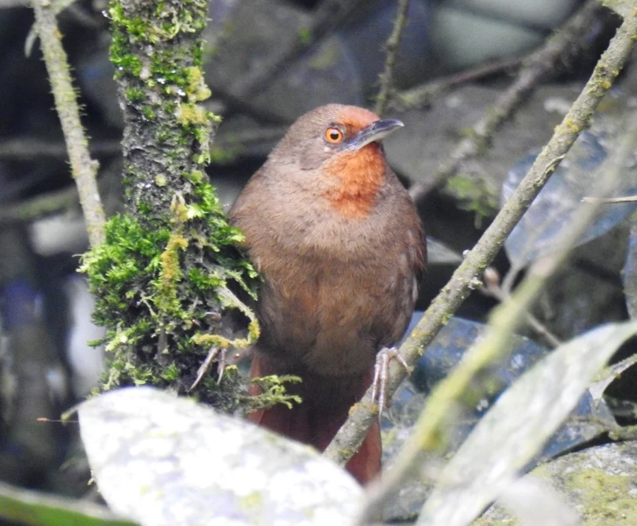红眼棘雀(Phacellodomus erythrophthalmus)