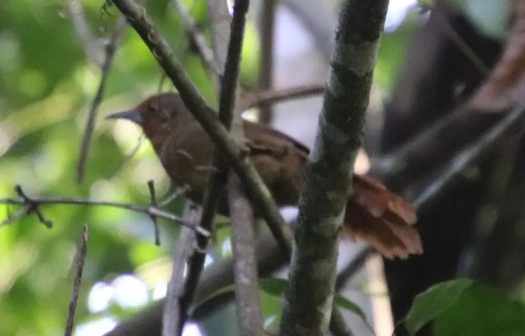 红眼棘雀(Phacellodomus erythrophthalmus)