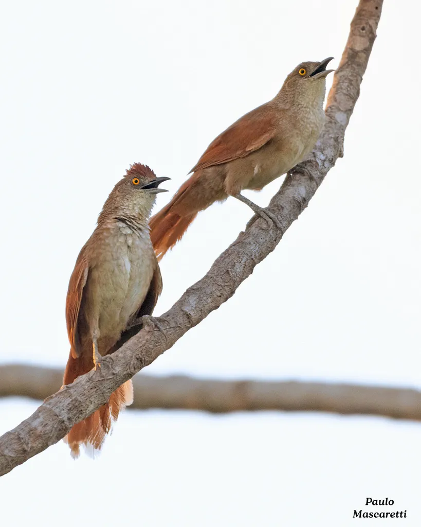 大棘雀(Phacellodomus ruber)