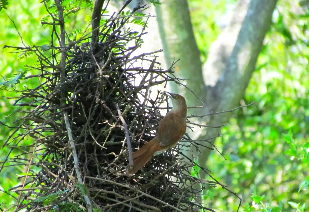 大棘雀(Phacellodomus ruber)
