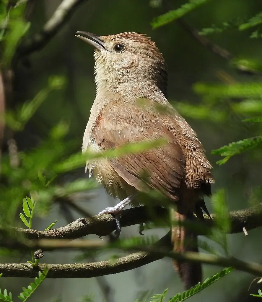 小棘雀(Phacellodomus sibilatrix)