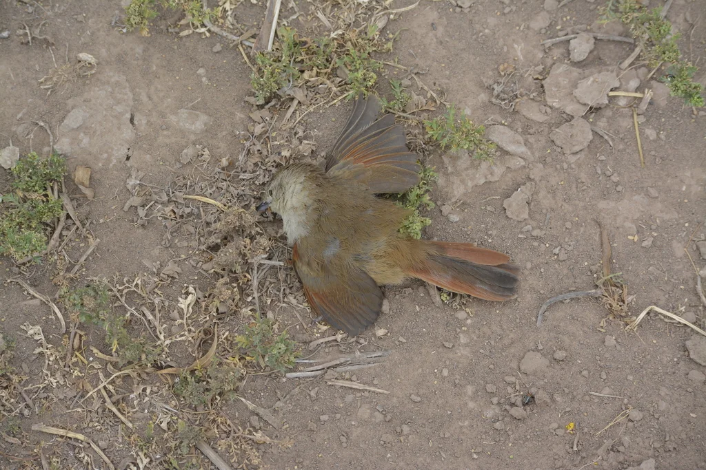 小棘雀(Phacellodomus sibilatrix)