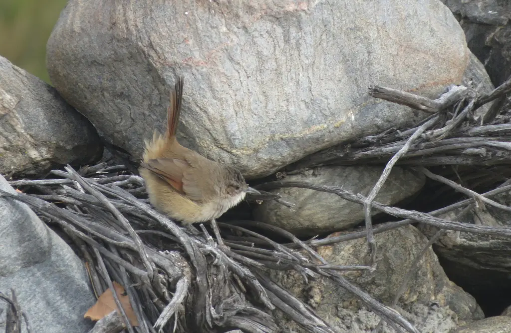 纹额棘雀(Phacellodomus striaticeps)
