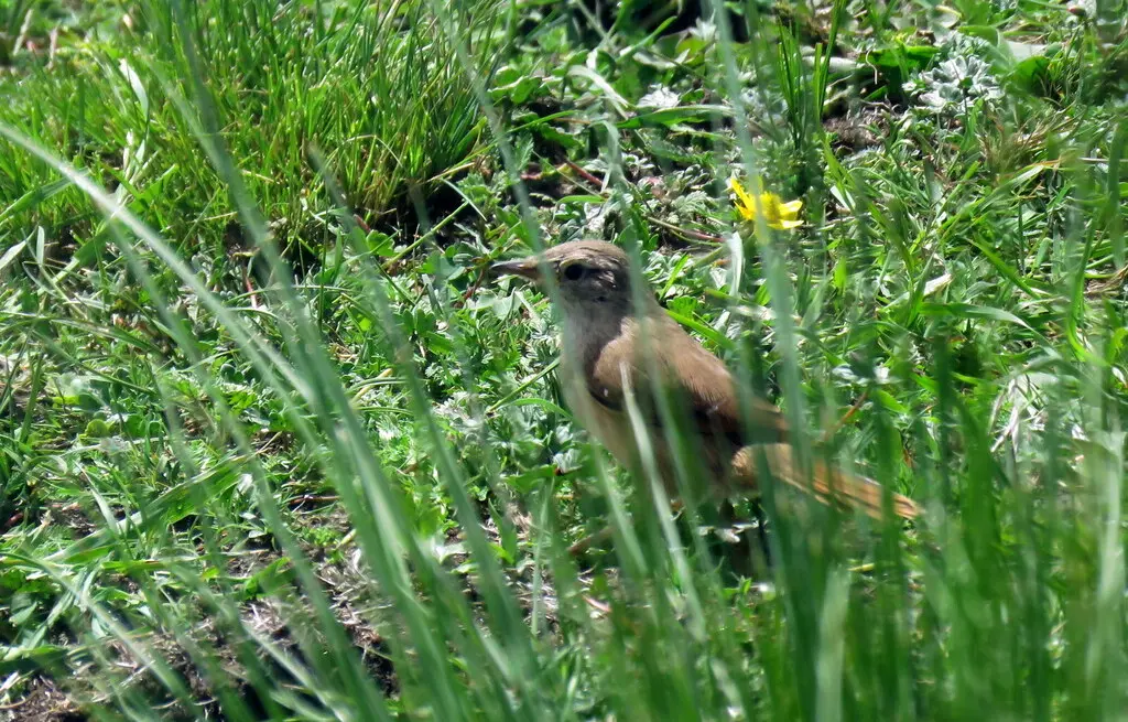 纹额棘雀(Phacellodomus striaticeps)