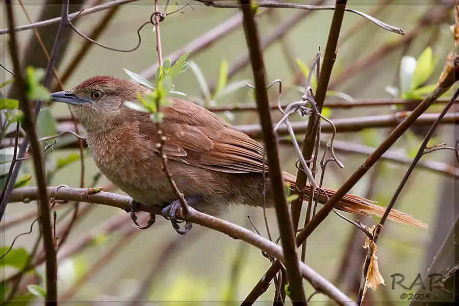 斑胸棘雀（Phacellodomus striaticollis）