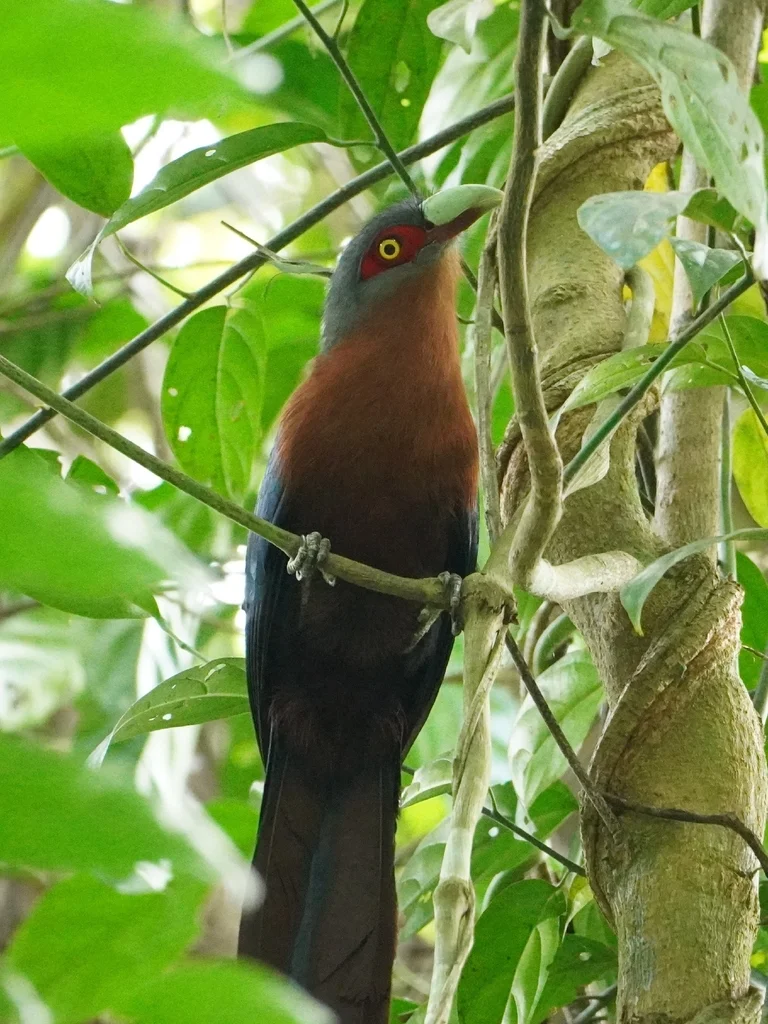 栗胸地鹃(Phaenicophaeus curvirostris)