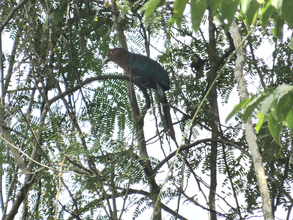 栗胸地鹃(Phaenicophaeus curvirostris)