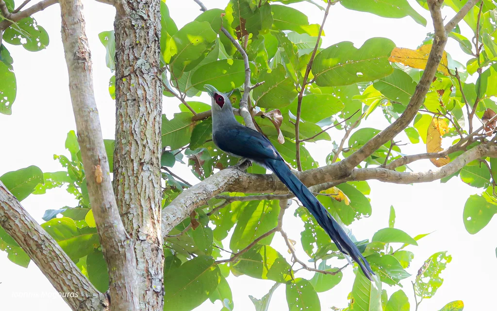 绿嘴地鹃(Phaenicophaeus tristis)