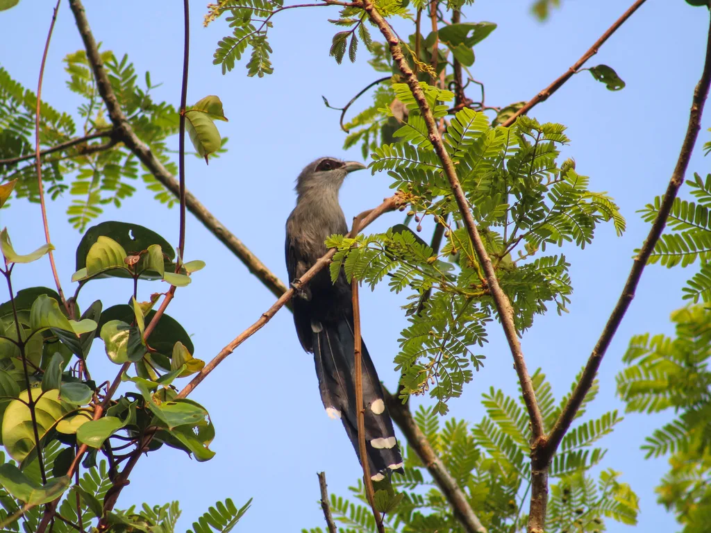 绿嘴地鹃(Phaenicophaeus tristis)
