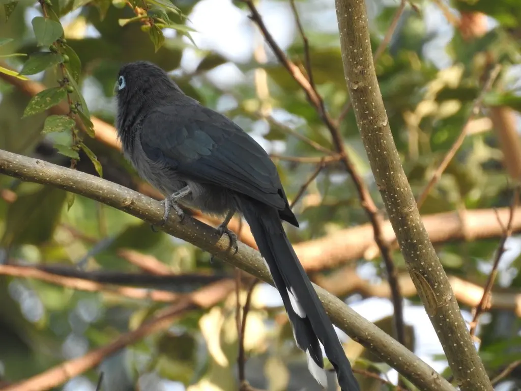 小绿嘴地鹃(Phaenicophaeus viridirostris)