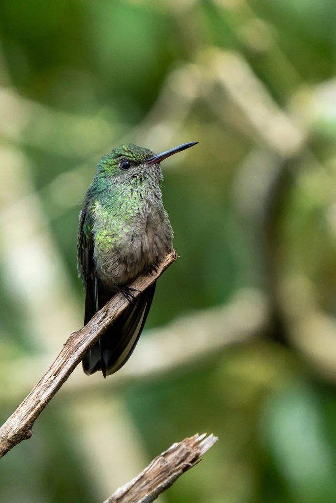 鳞胸刀翅蜂鸟(Phaeochroa cuvierii)
