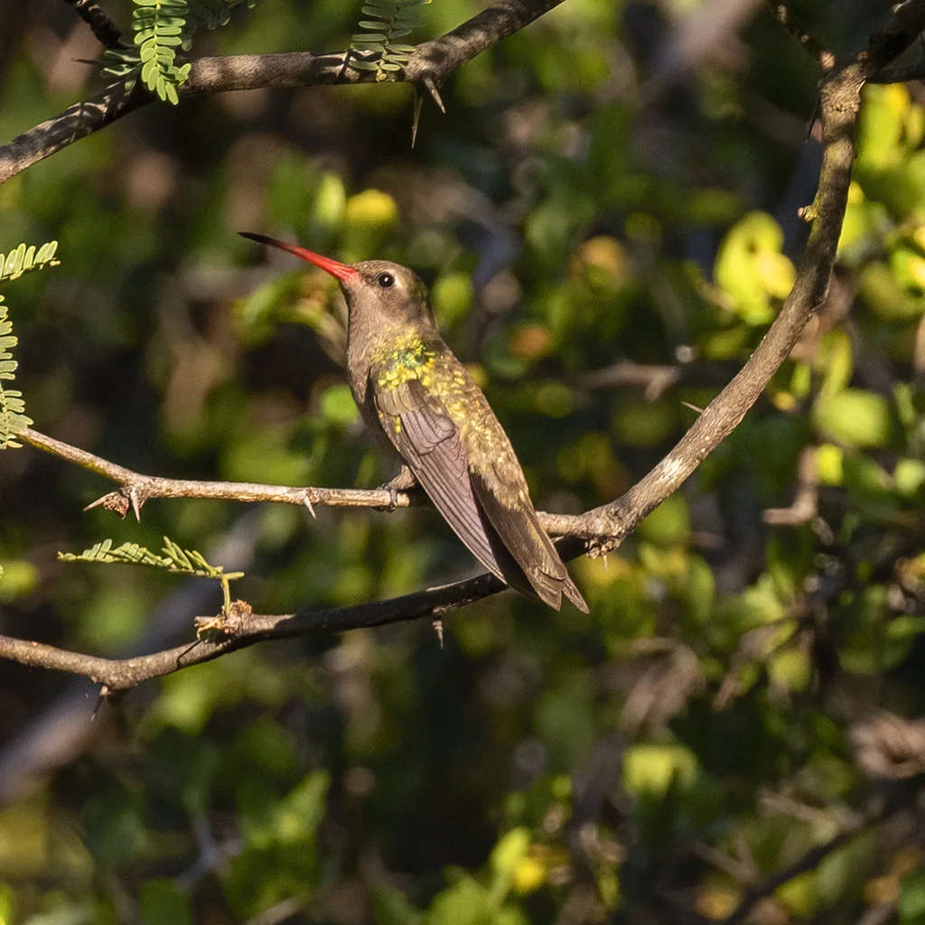 暗阔嘴蜂鸟(Phaeoptila sordida)