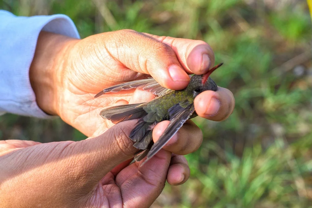 暗阔嘴蜂鸟(Phaeoptila sordida)
