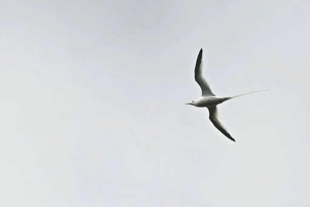 红嘴鹲(Phaethon aethereus)