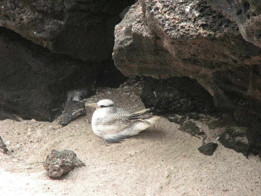 红嘴鹲(Phaethon aethereus)