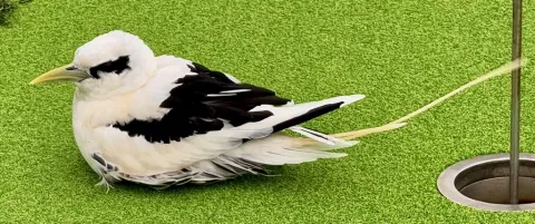 白尾鹲