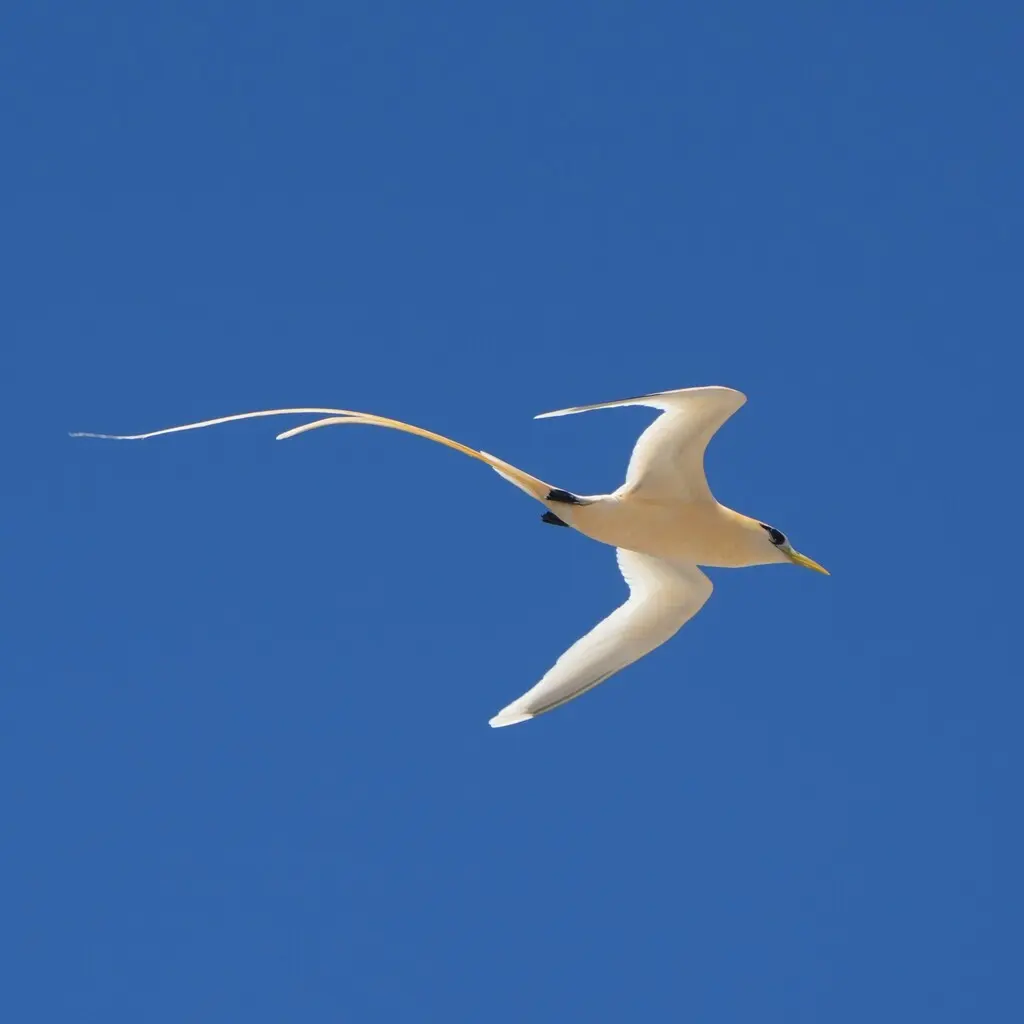 白尾鹲(Phaethon lepturus)