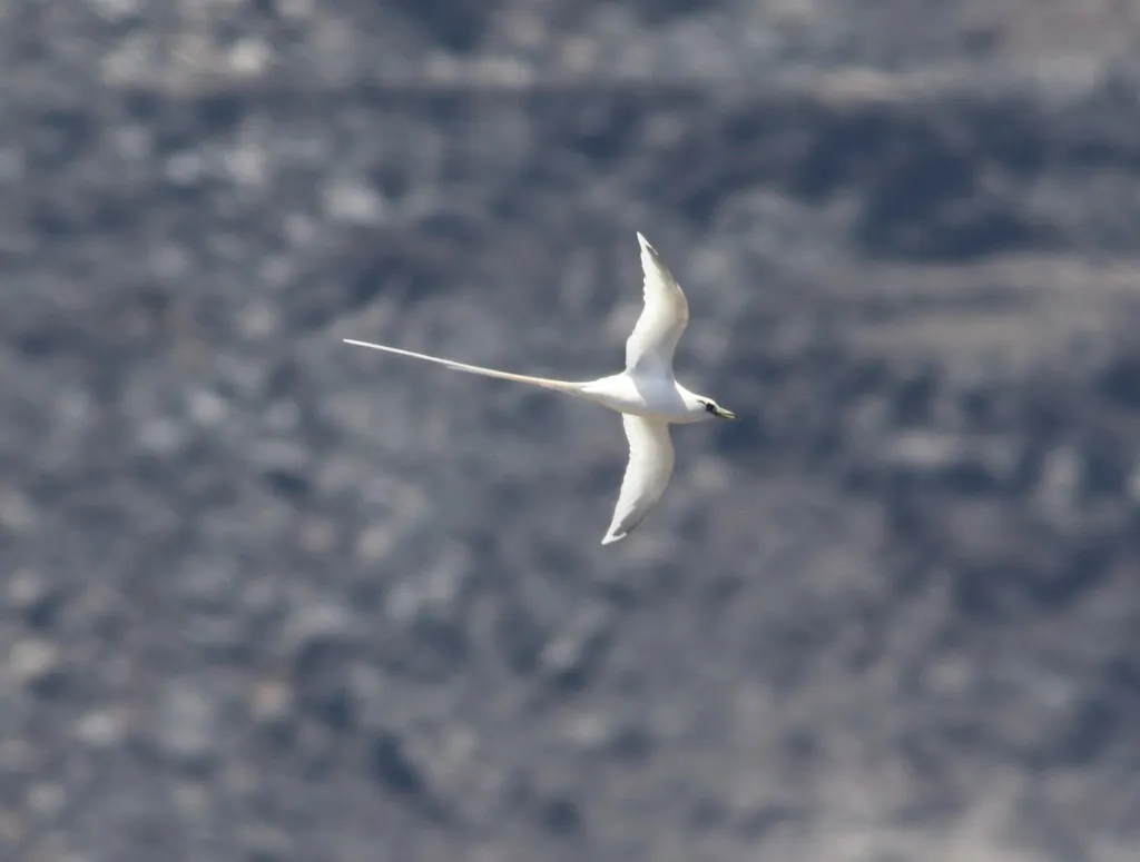 白尾鹲(Phaethon lepturus)