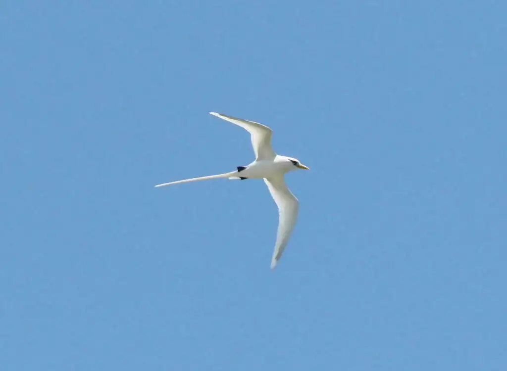 白尾鹲(Phaethon lepturus)