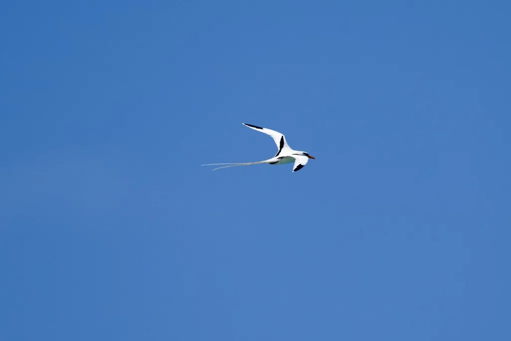 白尾鹲(Phaethon lepturus)