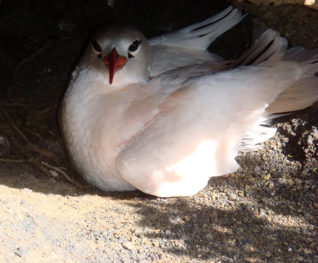 红尾鹲(Phaethon rubricauda)