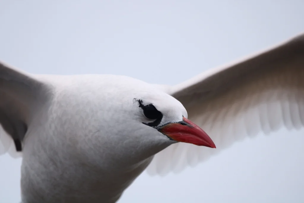 红尾鹲(Phaethon rubricauda)