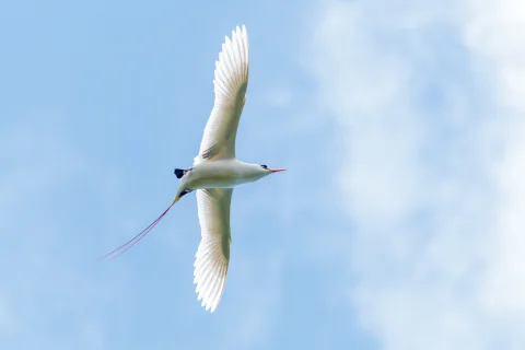 红尾鹲