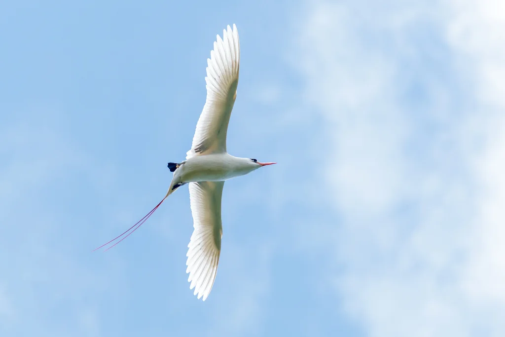红尾鹲(Phaethon rubricauda)