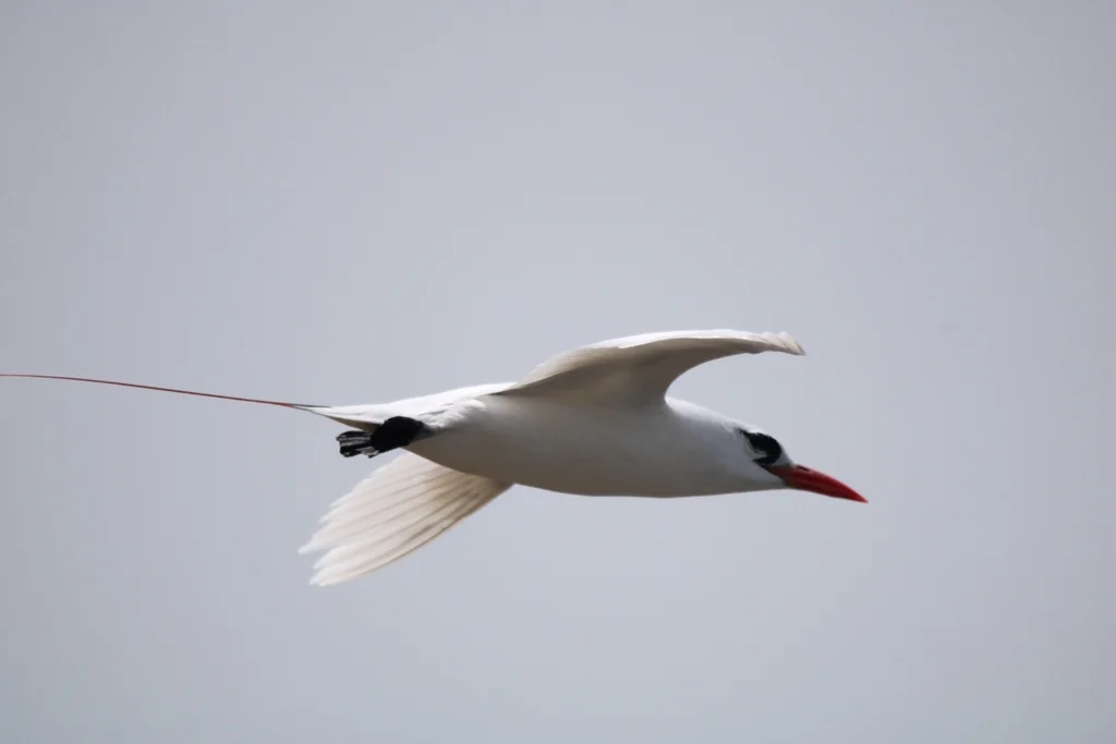 红尾鹲(Phaethon rubricauda)