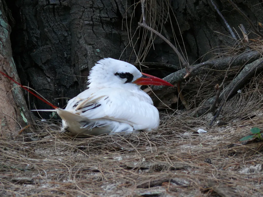 红尾鹲(Phaethon rubricauda)
