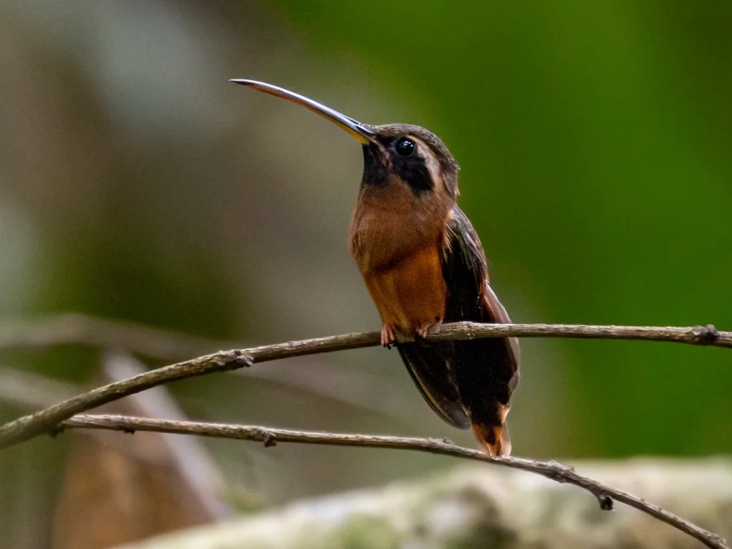 塔河隐蜂鸟(Phaethornis aethopygus)