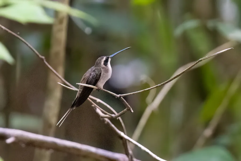淡腹隐蜂鸟(Phaethornis anthophilus)