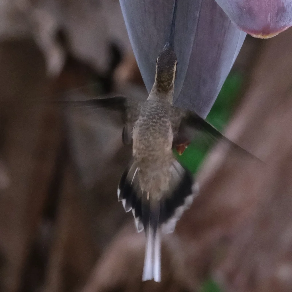 淡腹隐蜂鸟(Phaethornis anthophilus)