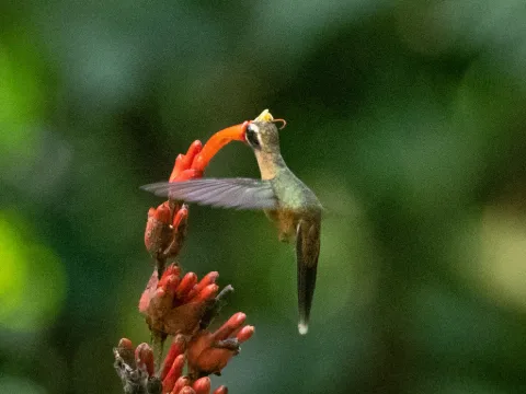 黑喉隐蜂鸟