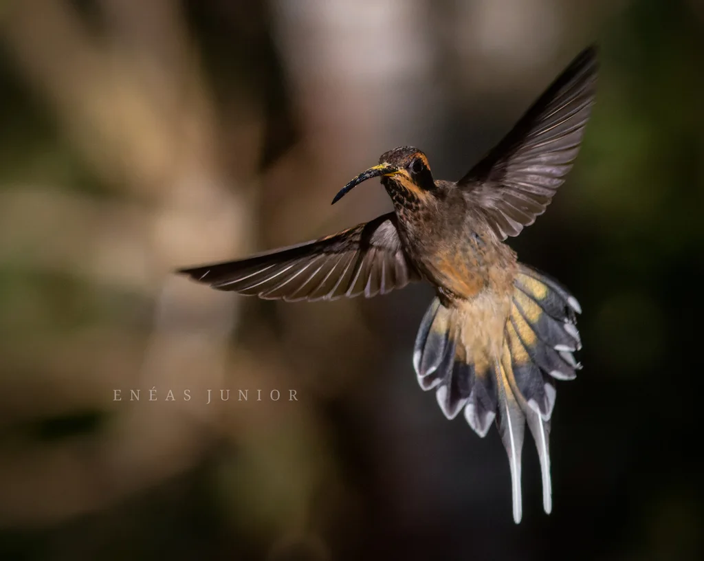 鳞喉隐蜂鸟(Phaethornis eurynome)