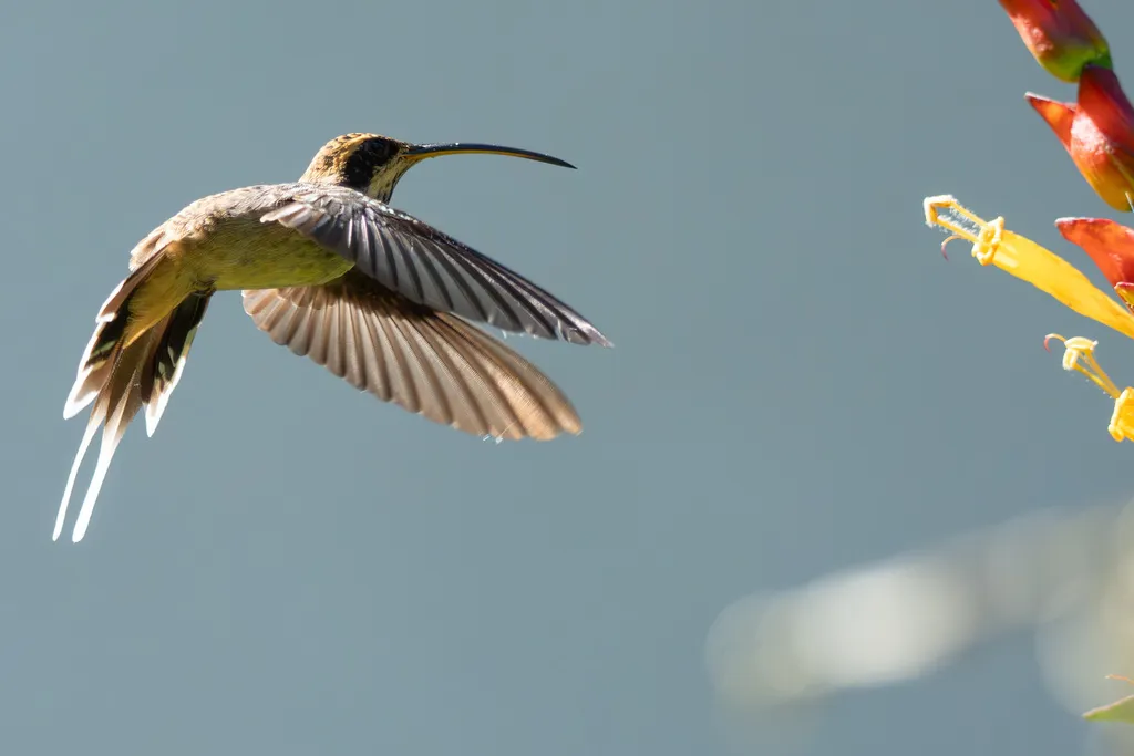 鳞喉隐蜂鸟(Phaethornis eurynome)