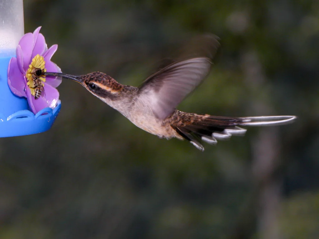 鳞喉隐蜂鸟(Phaethornis eurynome)