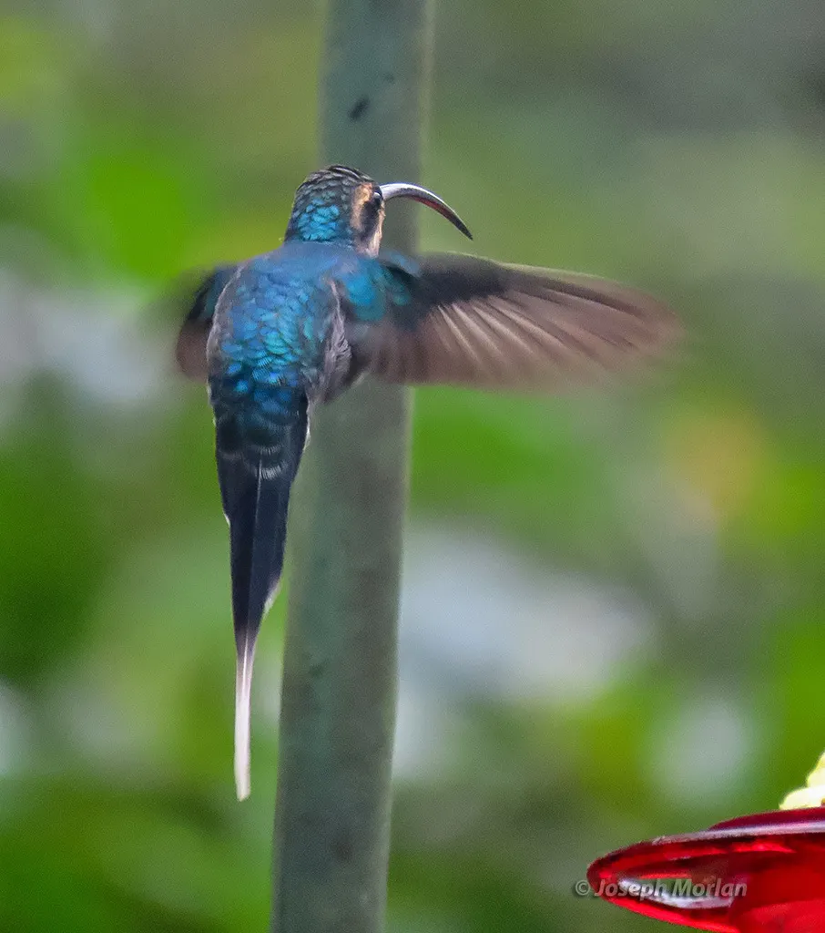 绿隐蜂鸟(Phaethornis guy)
