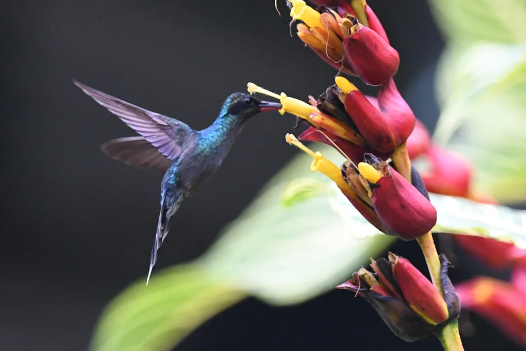 绿隐蜂鸟(Phaethornis guy)