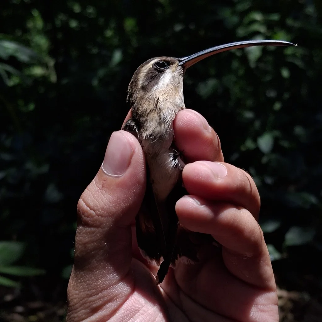 西长尾隐蜂鸟(Phaethornis longirostris)