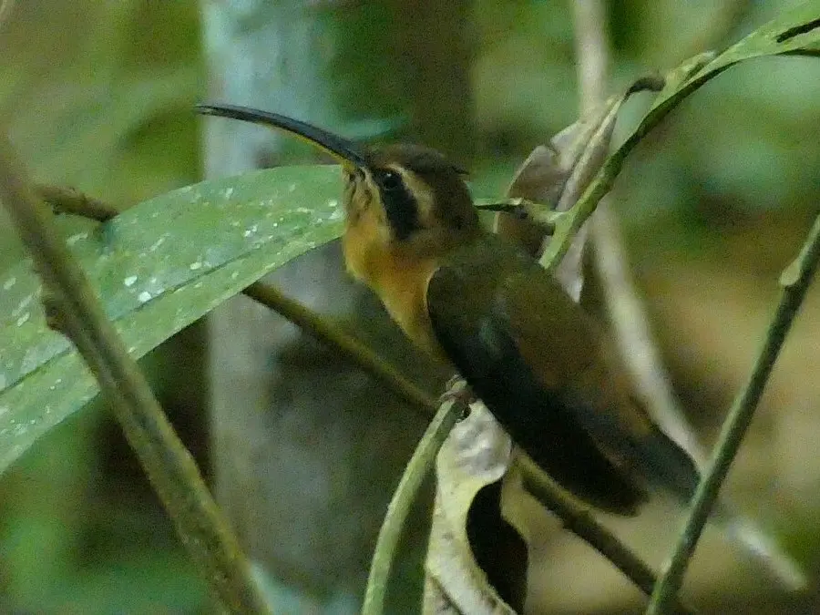 小隐蜂鸟(Phaethornis longuemareus)