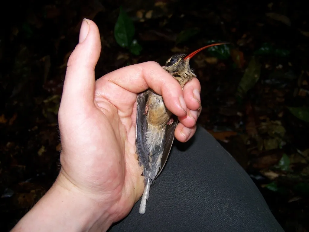 大嘴隐蜂鸟(Phaethornis malaris)