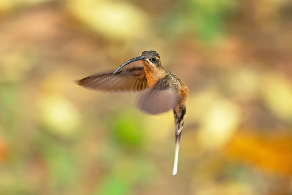 大嘴隐蜂鸟(Phaethornis malaris)