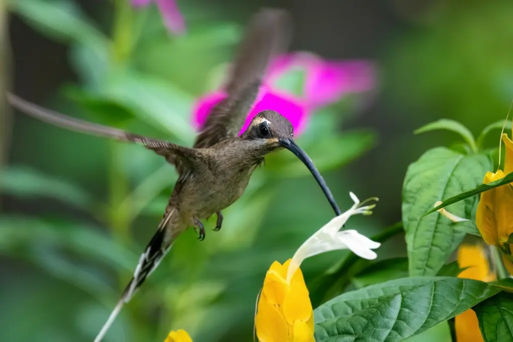 墨西哥隐蜂鸟(Phaethornis mexicanus)